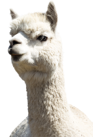 Christchurch Alpaca Farm Tours
